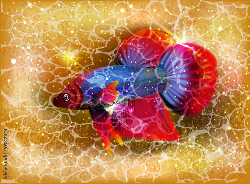 Siamese fighting fish, underwater summer card, vector illustration     