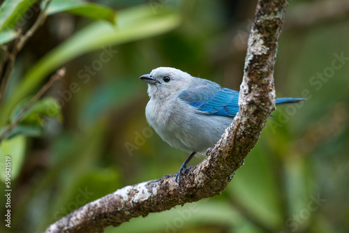 Blue-gray Tanager - Thraupis episcopus, beautiful colorful blue perching bird from Latin America forests, El Valle de Anton, Panama. photo