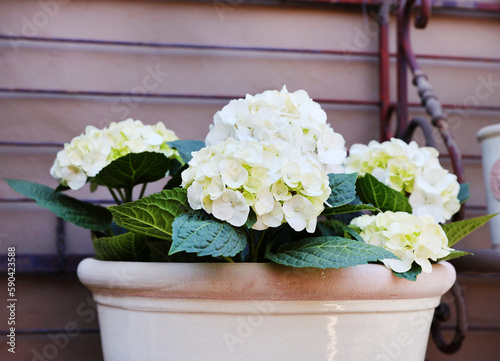 white hydrangeas
