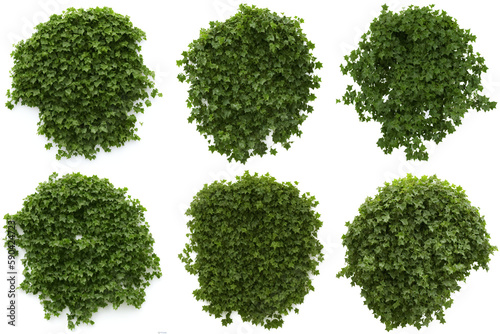 ivy, collection of green climbing plants, generative ai, isolated on white background
