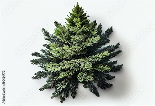 top view of momi fir tree isolated on white background. Generative AI photo