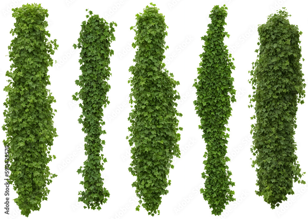 ivy, collection of beautiful climbing plants, generative ai, isolated on white ground ivy, collection of beautiful climbing plants, generative ai, isolated on white ground