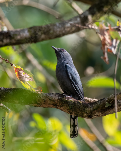 Black-winged cuckooshrike or Lalage melaschistos observed in Latpanchar