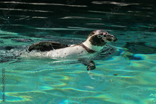 Swimming in the turquoise water, the Humboldt penguin is a medium-sized penguin. It lives in South America, its range mainly includes most of the coast of Peru. Chilean Penguin or Patranka.