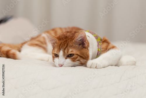 Domestic yoing cat in bandage with broken paw