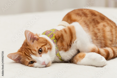 Domestic yoing cat in bandage with broken paw