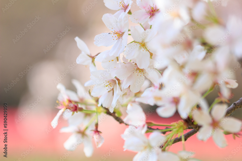 桜