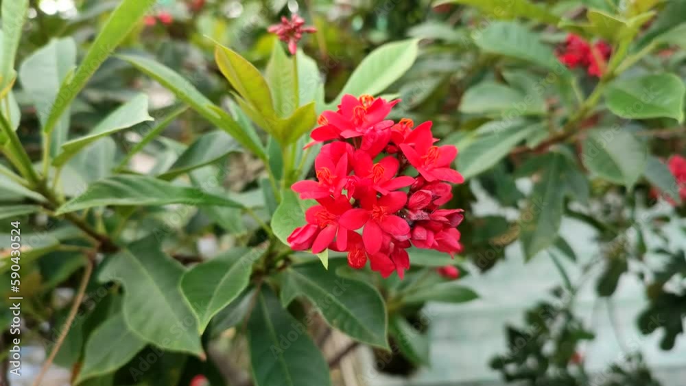 Peregrina, commonly known as peregrina or spicy jatropha, is a shrub of a species of compound flowering plant in the euphorbia family, Euphorbiaceae, native to Cuba and Hispaniola. Peregrina, commonly known as peregrina or spicy jatropha, is a shrub of a species of compound flowering plant in the euphorbia family, Euphorbiaceae, native to Cuba and Hispaniola.