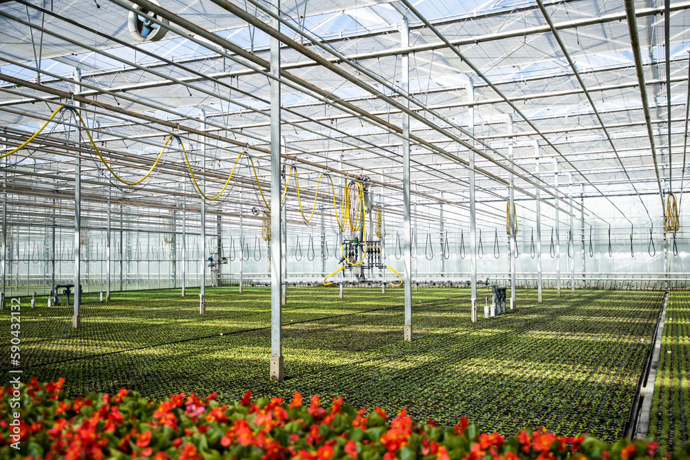 Greenhouse with plants. The industry of growing plants in greenhouses