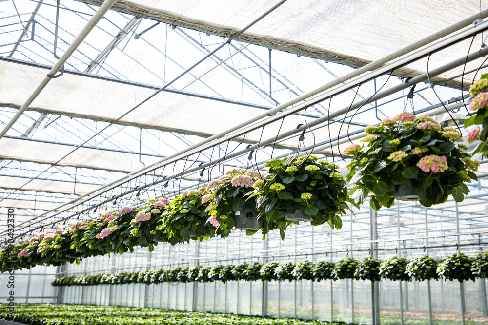 Hydrangea in pots. Greenhouse with flowers. The industry of growing plants in greenhouses. Potted plants are suspended above in the greenhouse.
