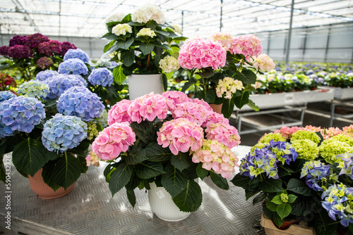 Hydrangea in pots. Multicolored hydrangea flowers