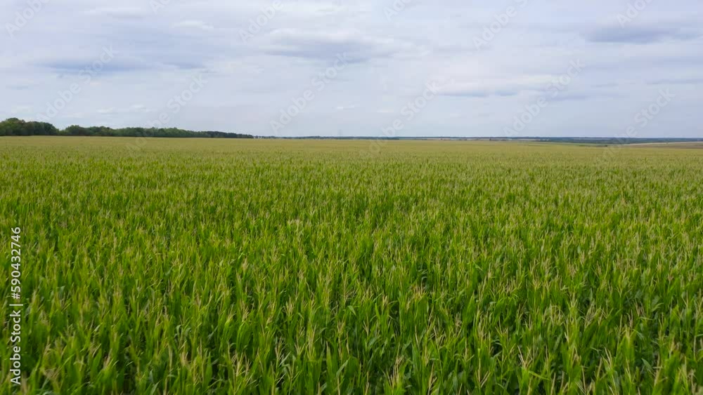 Aerial drone of Corn Crops Field From Drone Point Of View. Aerial, Flight Above Rural Countryside Landscape With Growing Corn Field. Aerial drone of Corn Crops Field From Drone Point Of View. Aerial, Flight Above Rural Countryside Landscape With Growing Corn Field.
