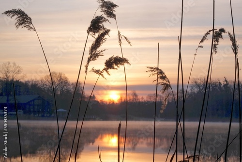 Reeds by the lake in sunrise light. Beautiful scenery of surise over lake in Otomin  Kashubia  Poland. 