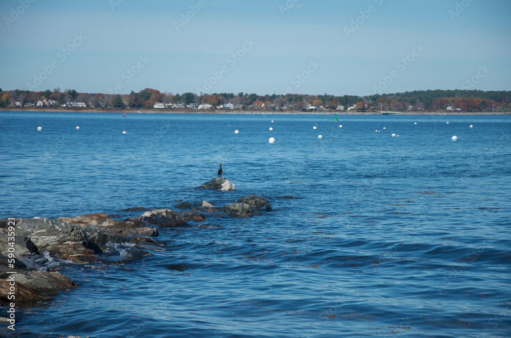 Fototapeta premium shorebird