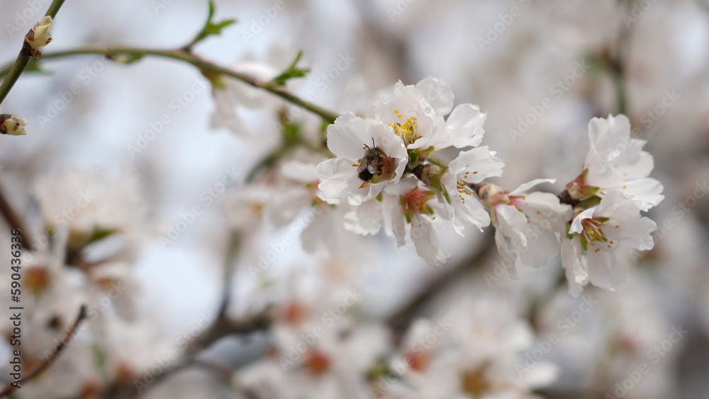 Colorful Flowers Background. Spring Flowers Backdrop Colorful Flowers Background. Spring Flowers Backdrop