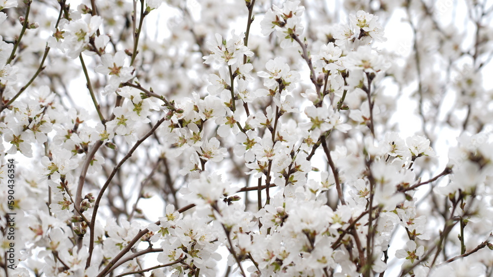 Colorful Flowers Background. Spring Flowers Backdrop Colorful Flowers Background. Spring Flowers Backdrop