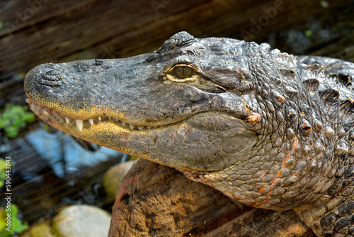 Closeup of a American alligator  Alligator mississippiensis  showing his teeth 