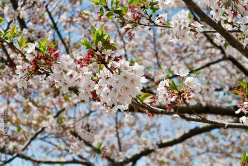 駿府城公園の葉桜