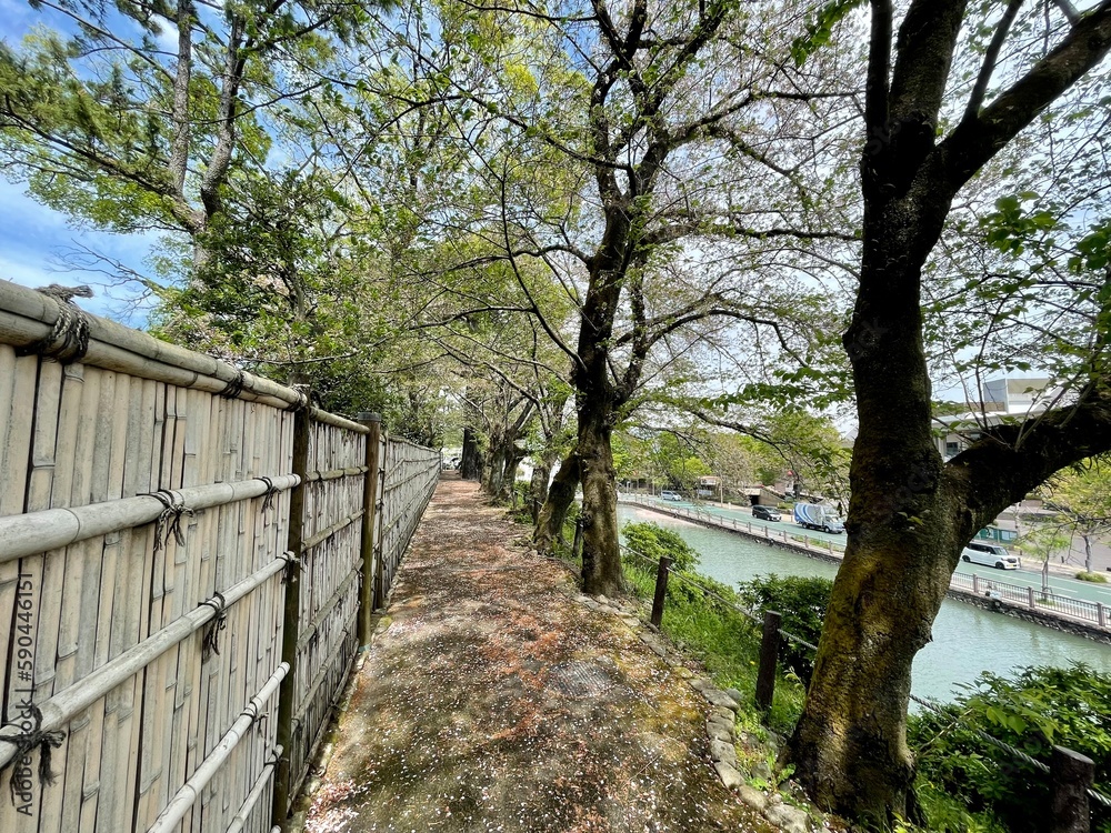 駿府城公園、葉桜