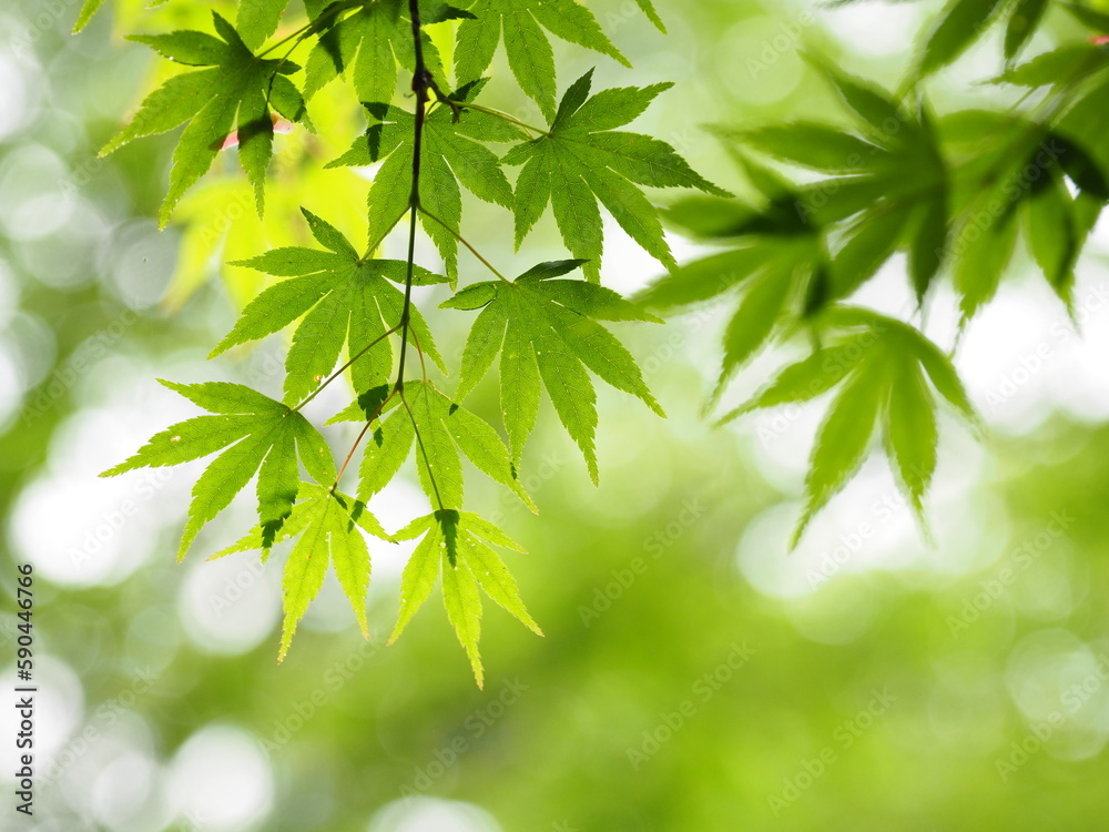 新緑のもみじ, Fresh Green Maple 新緑のもみじ, Fresh Green Maple