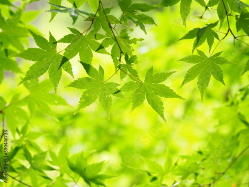 新緑のもみじ, Fresh Green Maple