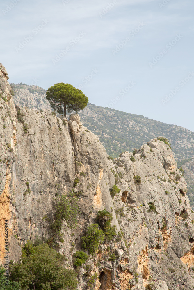Pine Tree in Aixorta Mountain Range; Guadalest; Alicante; Spain