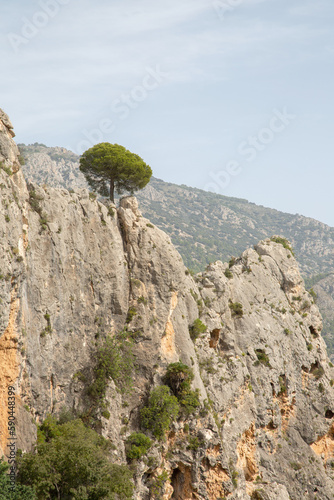 Obraz na płótnie Pine Tree in Aixorta Mountain Range; Guadalest; Alicante; Spain w salonie