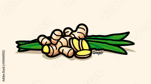 Vector illustration of ginger and its leaves