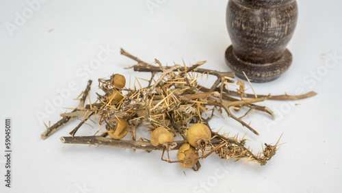 Wild eggplant - Ayurvedic Plants- Katuwel batu / Karabatu in sinhala (Solanum virginianum)