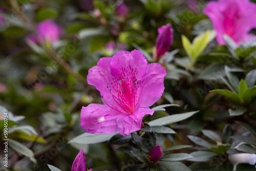 Delicate Pink Rhododendron Simsii Blossom