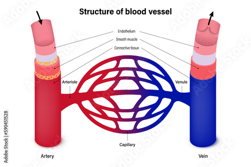 Structure of blood vessel. Arteries and veins. Blood flow.