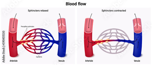 The flow of blood between arterioles and venules. Blood flow in capillary beds. photo