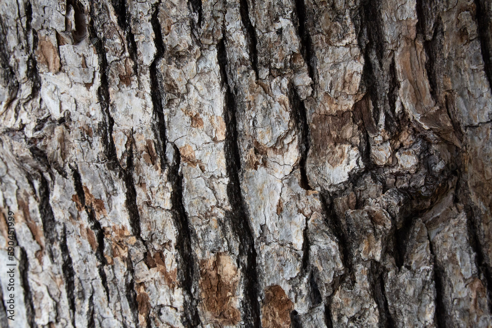 Tree bark texture pattern, old maple wood trunk as background. Dry tree bark texture and background, nature concept.Ginkgo, cherry and zelkova tree trunks.Bark covered with green moss. Stone wall. Tree bark texture pattern, old maple wood trunk as background. Dry tree bark texture and background, nature concept.Ginkgo, cherry and zelkova tree trunks.Bark covered with green moss. Stone wall.