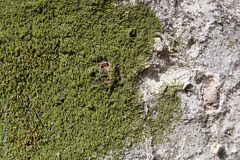 Tree bark texture pattern, old maple wood trunk as background. Dry tree bark texture and background, nature concept.Ginkgo, cherry and zelkova tree trunks.Bark covered with green moss. Stone wall.