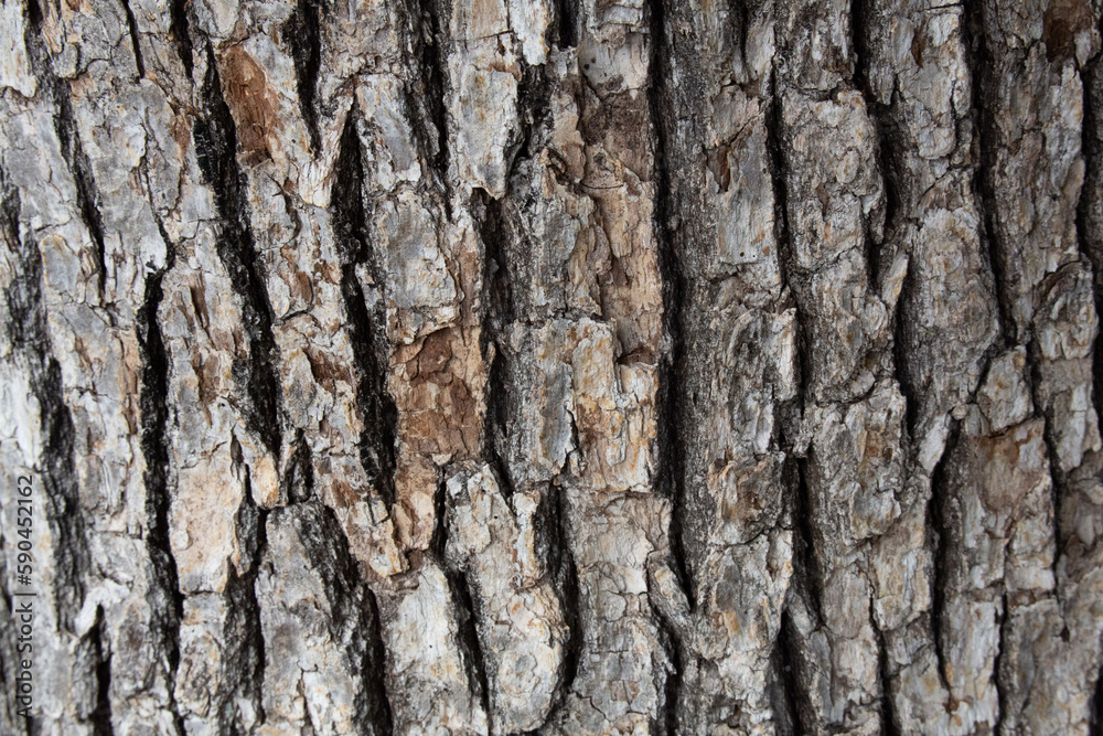 Tree bark texture pattern, old maple wood trunk as background. Dry tree bark texture and background, nature concept.Ginkgo, cherry and zelkova tree trunks.Bark covered with green moss. Stone wall. Tree bark texture pattern, old maple wood trunk as background. Dry tree bark texture and background, nature concept.Ginkgo, cherry and zelkova tree trunks.Bark covered with green moss. Stone wall.