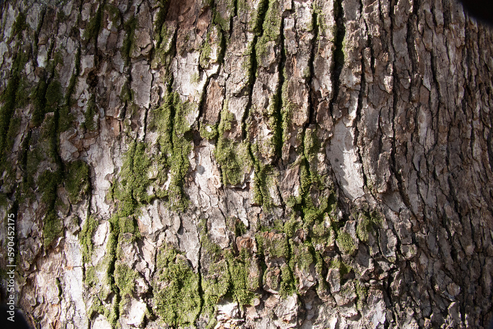 Tree bark texture pattern, old maple wood trunk as background. Dry tree bark texture and background, nature concept.Ginkgo, cherry and zelkova tree trunks.Bark covered with green moss. Stone wall. Tree bark texture pattern, old maple wood trunk as background. Dry tree bark texture and background, nature concept.Ginkgo, cherry and zelkova tree trunks.Bark covered with green moss. Stone wall.