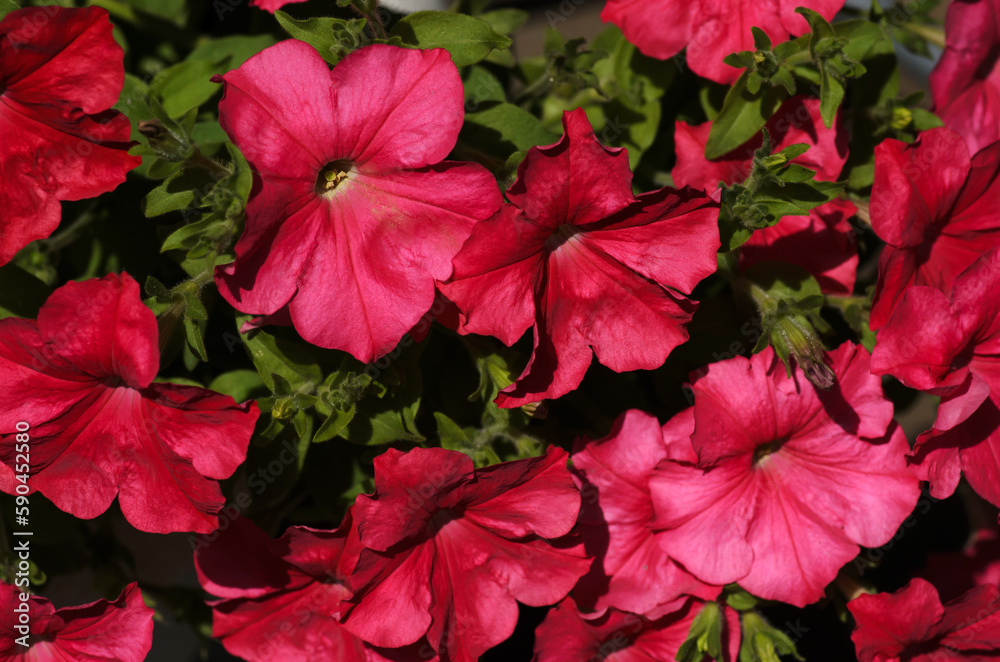 Red petunia flowers on a flower bed in the garden close-up. Floral background of garden flowers