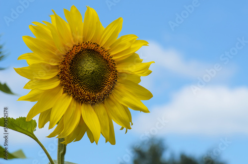 A sunflower flower in close-up against a blue sky blooms on a plantation. The yellow petals are illuminated by the sun.