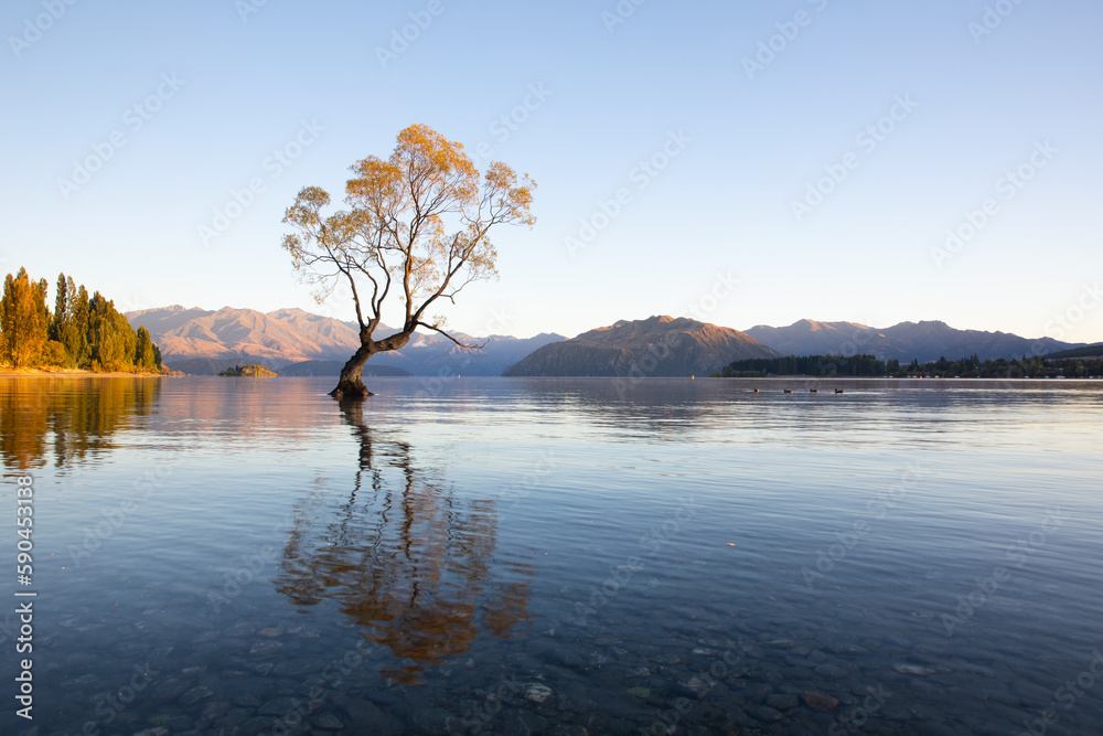 Famous single tree standing the lake water in the Wanaka Lake in New Zealand during sunrise 