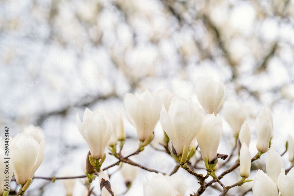 white and pink magnolia flowers on the branch on a warm spring sunny day white and pink magnolia flowers on the branch on a warm spring sunny day