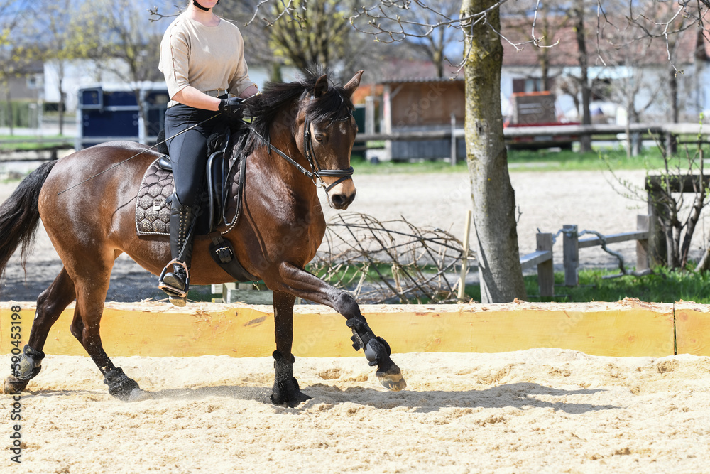 Reitpferd / Reitpony Reitpferd / Reitpony
