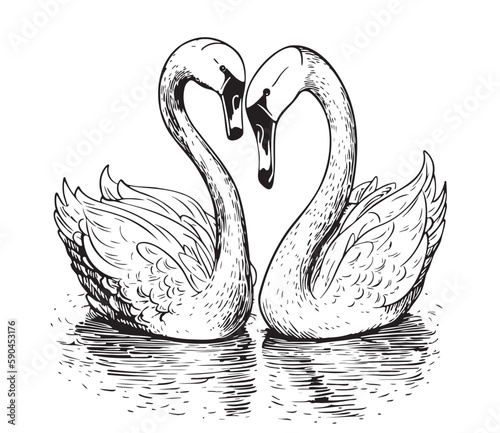 Pair of swans in the pond hand drawn sketch in doodle style illustration