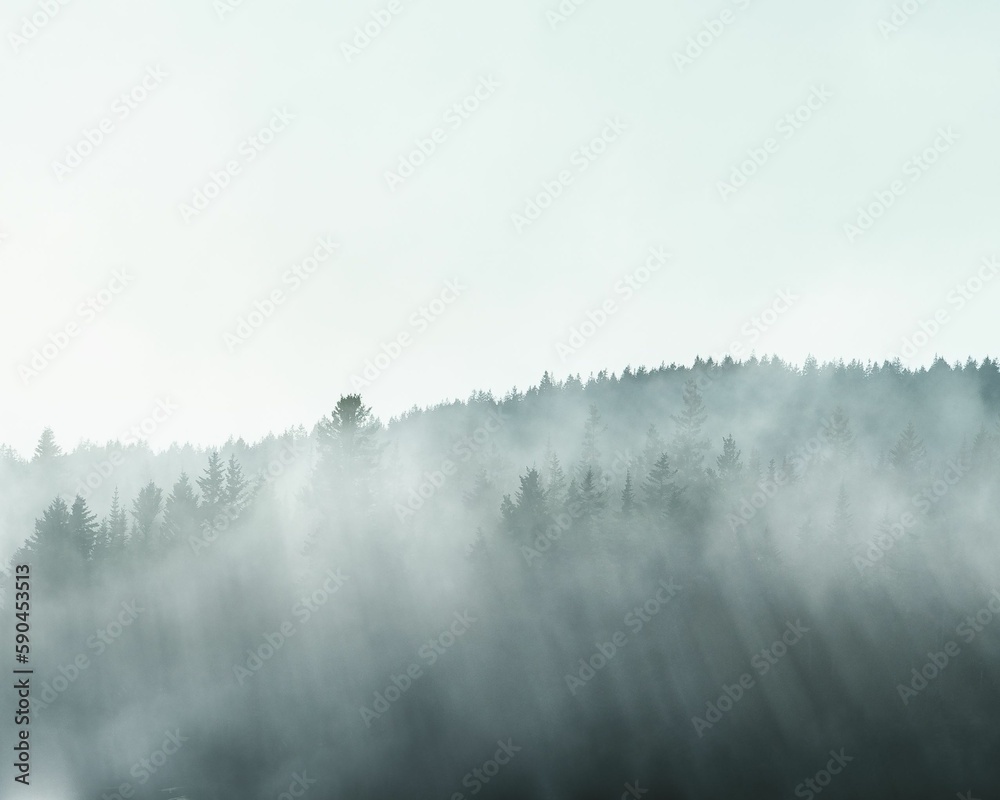 Fototapeta premium Beautiful view of a hill with trees covered in fog in New Brunswick, Canada