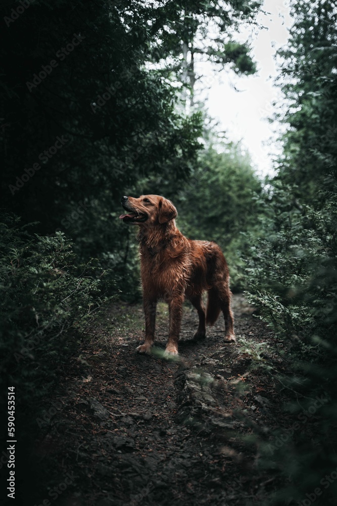 Vertical shot of a cute brown dog on a pathway in a forest in New Brunswick, Canada