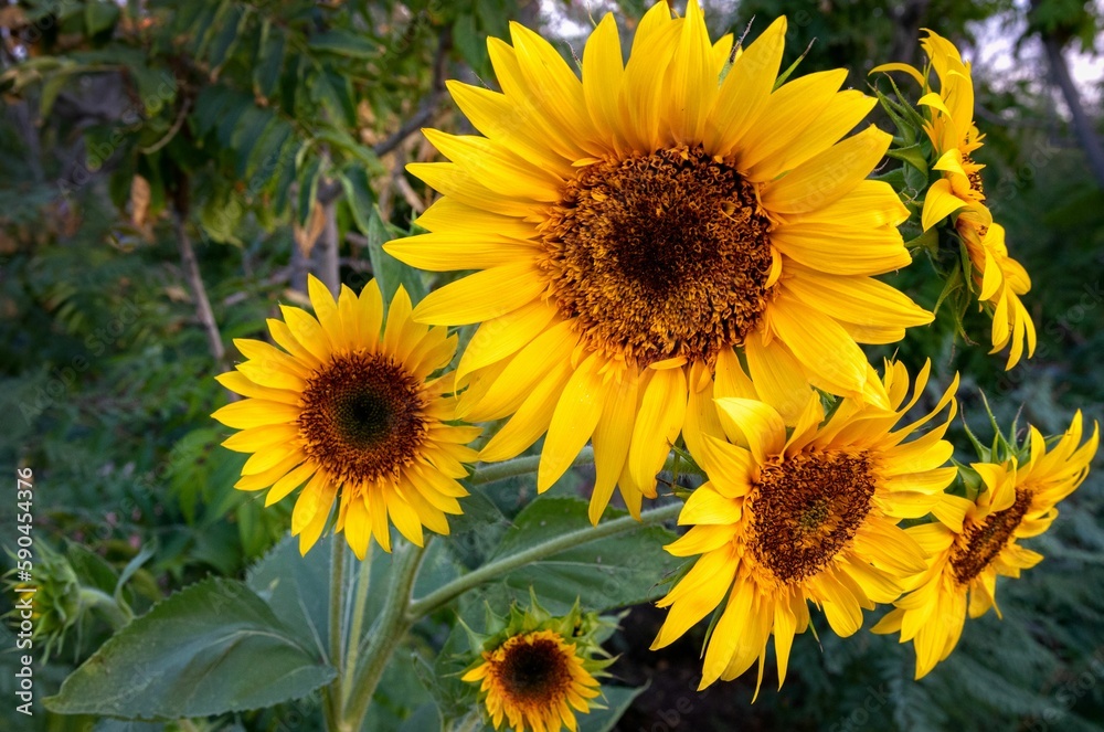 Closeup shot of blooming bright yellow sunflowers in a garden