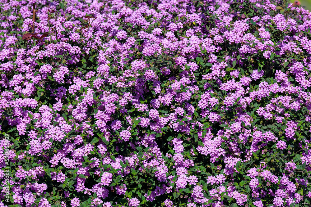 Obraz premium Pink lantana flowers, close up. Flowering Lantana Plant. Beautiful small pink flowers in garden