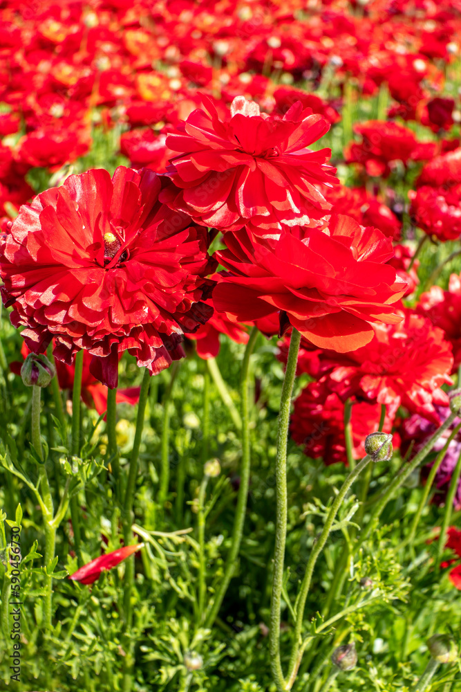 Blooming red garden flowers Buttercups on a blurred background. Ranunculus flowers. Blooming red garden flowers Buttercups on a blurred background. Ranunculus flowers.