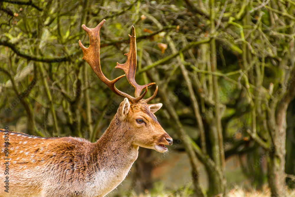 A deer stands in the middle of a forest, with a blurred backdrop of  trees. His impressive antlers glisten in the sun.