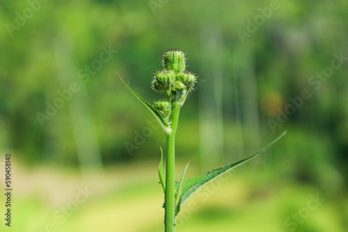 Sowthistle Buds. Green buds and blurred nature background. Selective focus. Perennial sowthistle (Sonchus arvensis). Copy space photo