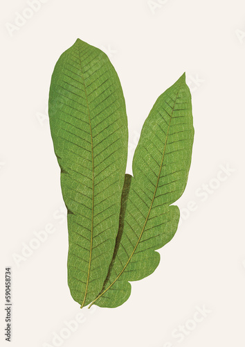 Tropical leaf design, vector illustration graphic resources